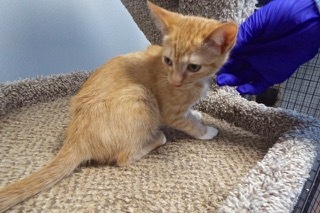 Enlarge Rover, a Adoptable Tabby in Green Valley, AZ image 3/14