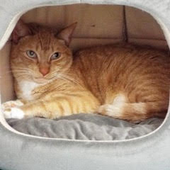 Enlarge Rover, a Adoptable Tabby in Green Valley, AZ image 4/14