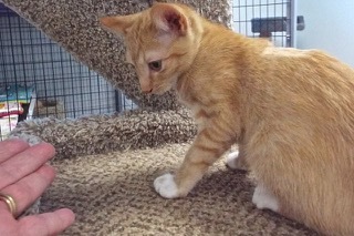 Enlarge Rover, a Adoptable Tabby in Green Valley, AZ image 5/14