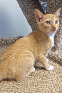 Enlarge Rover, a Adoptable Tabby in Green Valley, AZ image 6/14