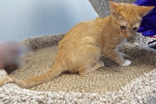 Enlarge Rover, a Adoptable Tabby in Green Valley, AZ image 7/14