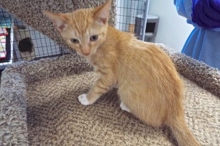 Enlarge Rover, a Adoptable Tabby in Green Valley, AZ image 8/14