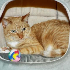 Enlarge Rover, a Adoptable Tabby in Green Valley, AZ image 9/14