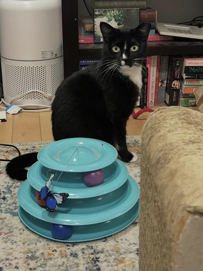 Enlarge Bees Knees, a ADOPTABLE Domestic Short Hair in Alexandria, VA image 5/6