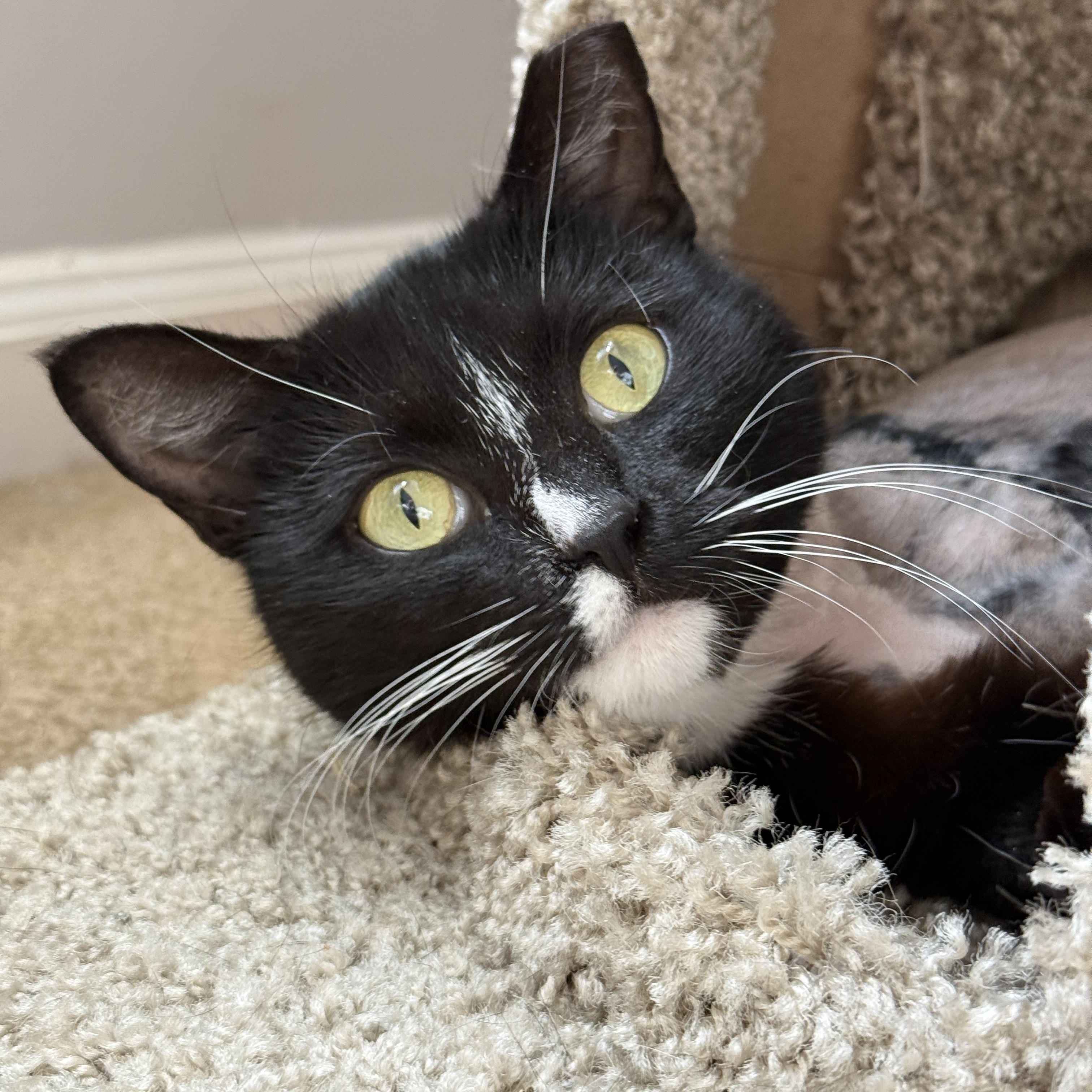 Enlarge Bees Knees, a ADOPTABLE Domestic Short Hair in Alexandria, VA image 4/6