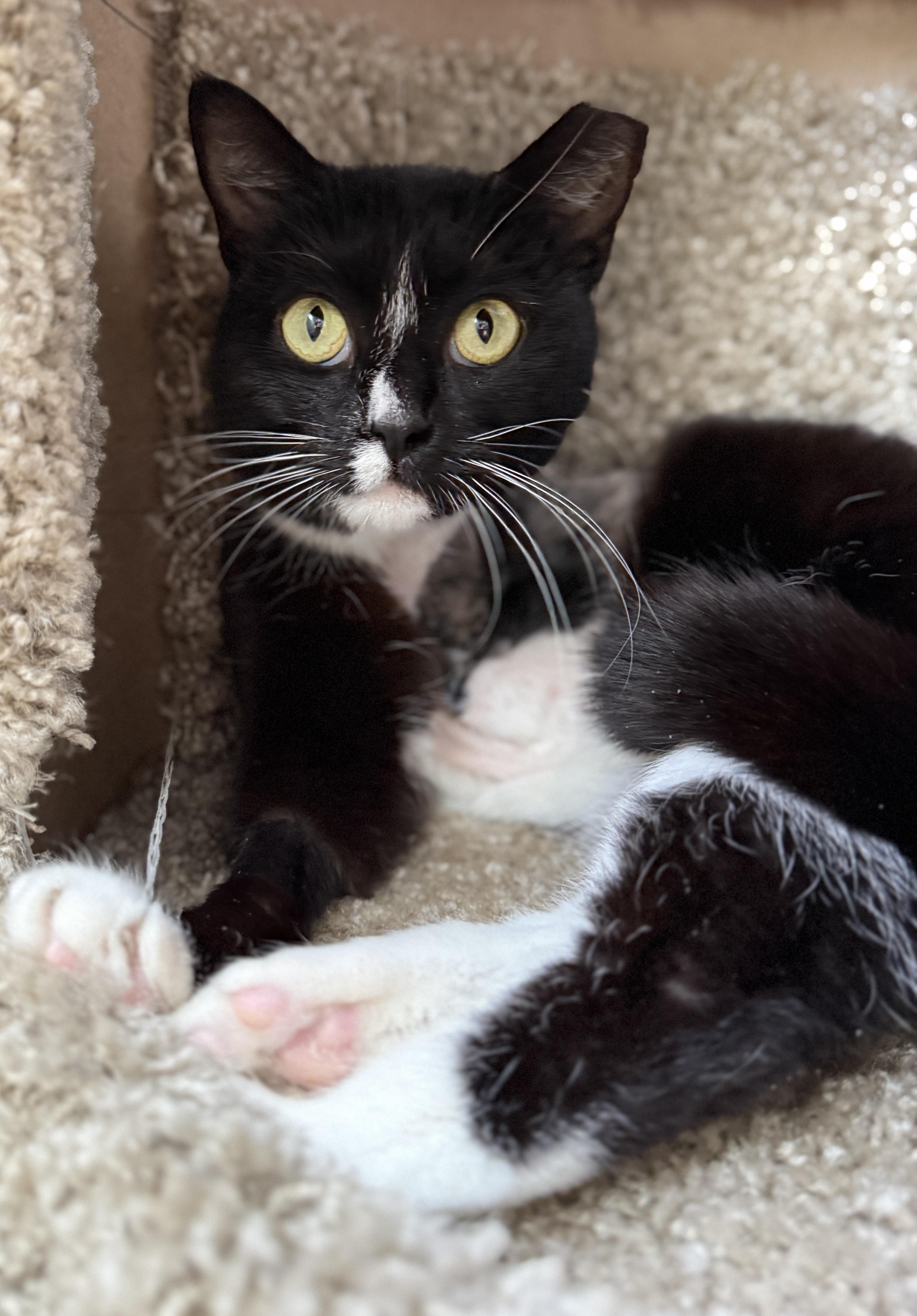 Bees Knees, ADOPTABLE, Young Female Domestic Short Hair.