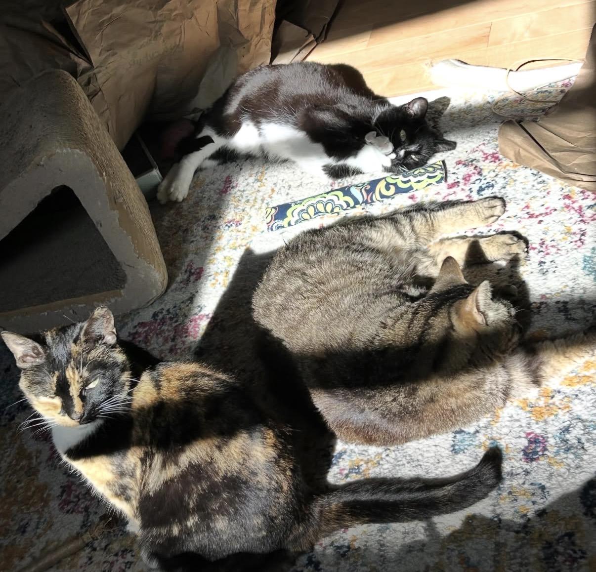 Enlarge Bees Knees, a ADOPTABLE Domestic Short Hair in Alexandria, VA image 3/6