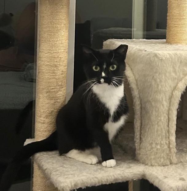 Enlarge Bees Knees, a ADOPTABLE Domestic Short Hair in Alexandria, VA image 2/6
