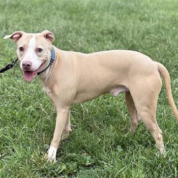 Bruno, a ADOPTABLE American Staffordshire Terrier in Ferndale, WA image 1/5