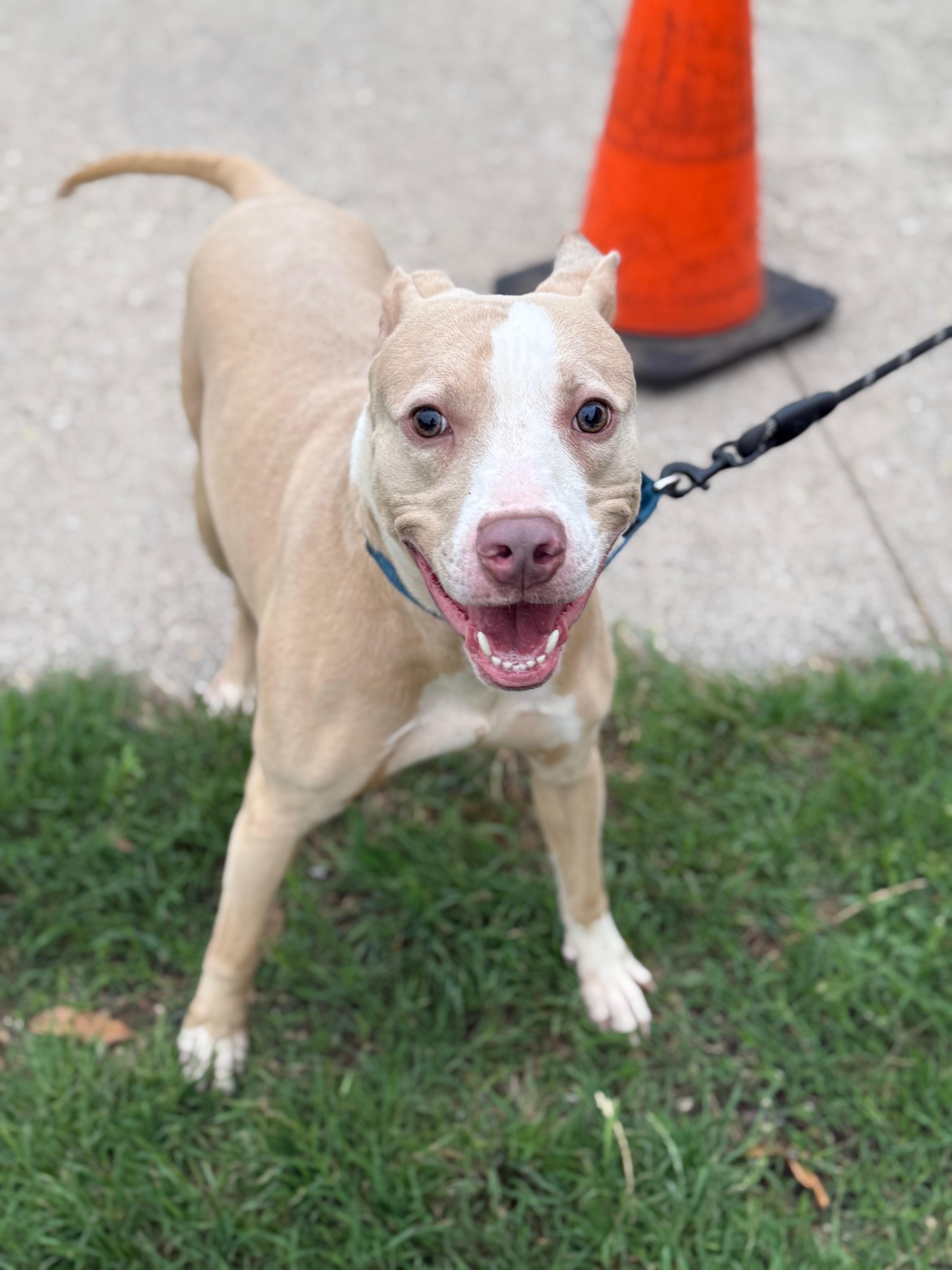 Bruno, a ADOPTABLE American Staffordshire Terrier in Ferndale, WA image 3/5