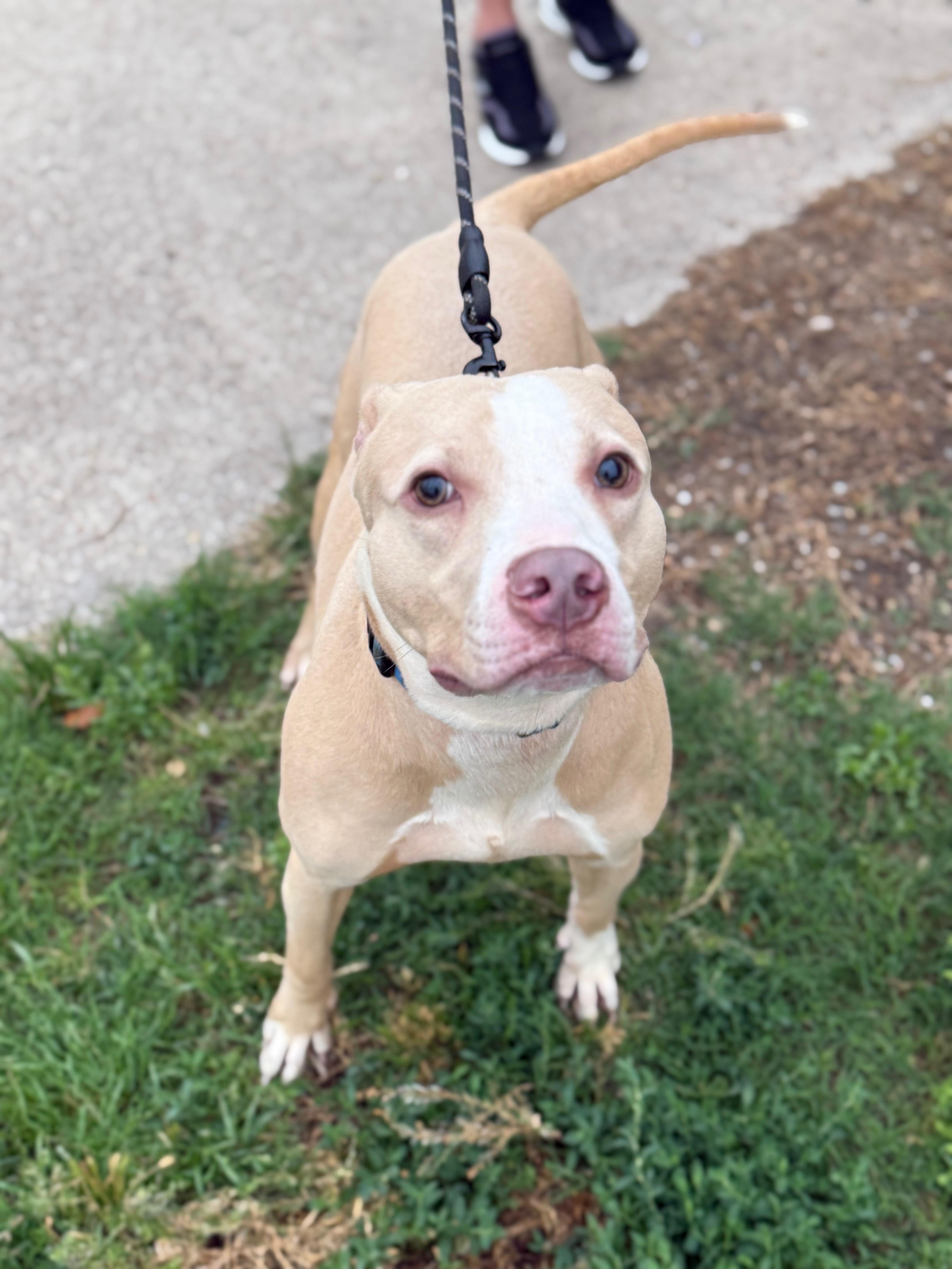 Bruno, a ADOPTABLE American Staffordshire Terrier in Ferndale, WA image 2/5