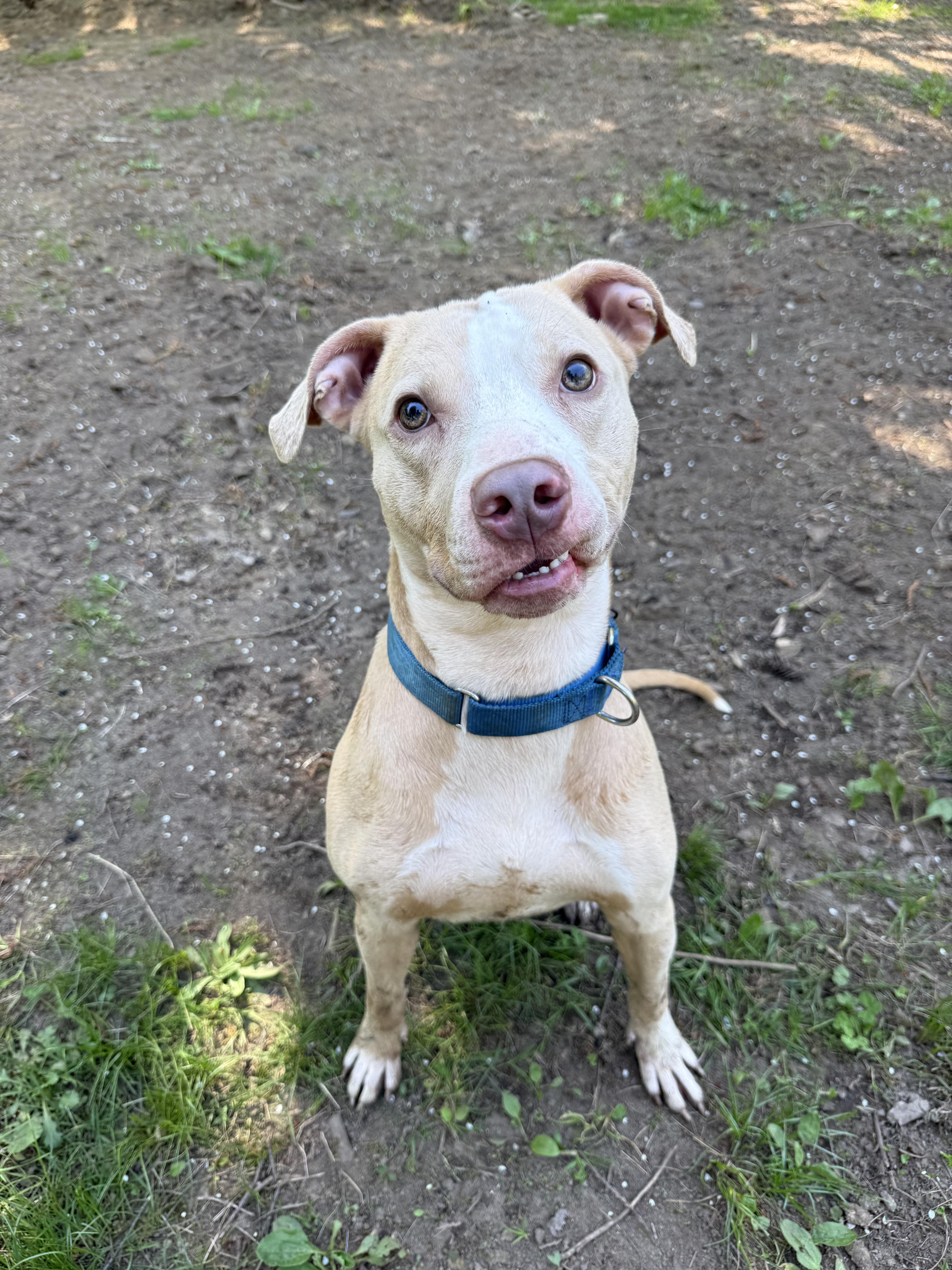 Bruno, a ADOPTABLE American Staffordshire Terrier in Ferndale, WA image 4/5