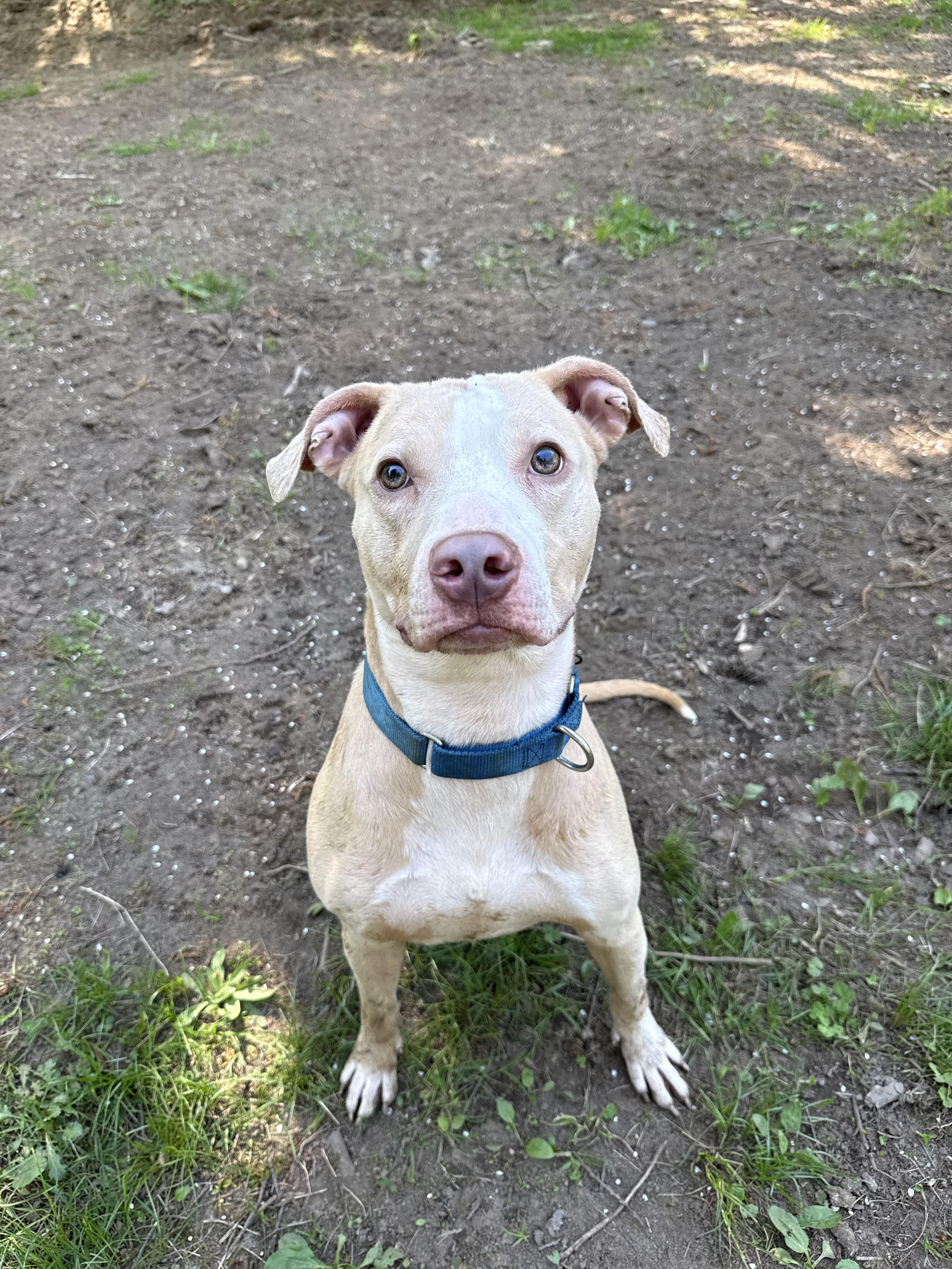 Bruno, a ADOPTABLE American Staffordshire Terrier in Ferndale, WA image 5/5