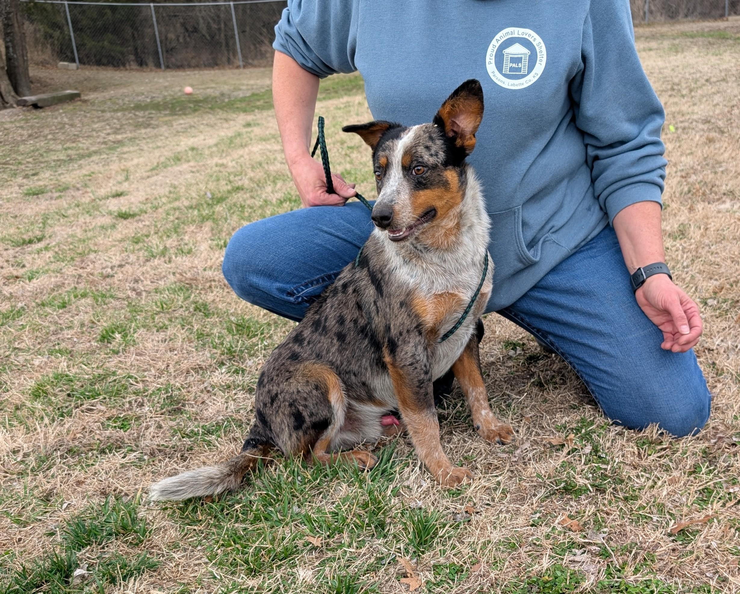 Buddy, ADOPTABLE, Young Male Australian Cattle Dog / Blue Heeler.