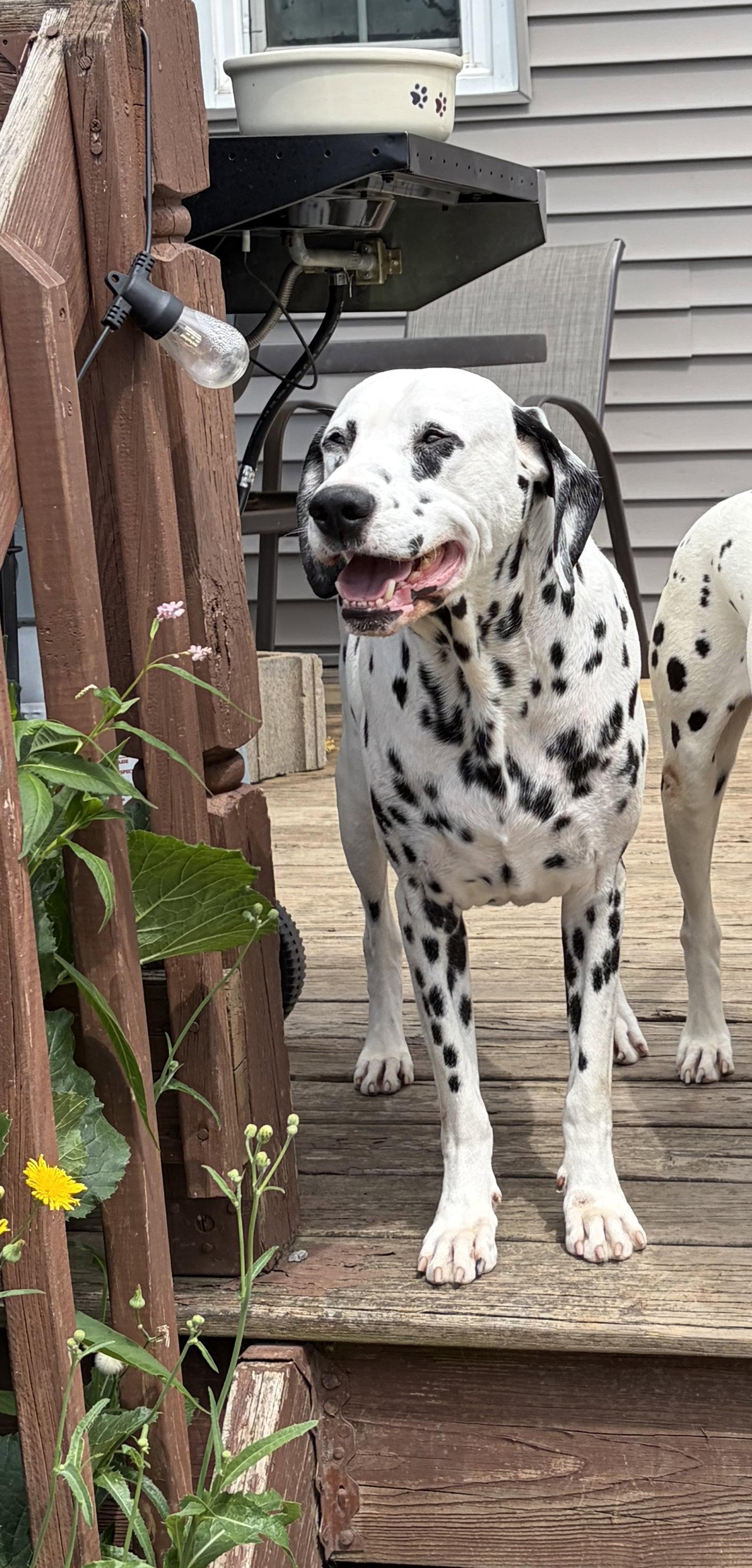 Dallas, Adoptable, Adult Male Dalmatian.
