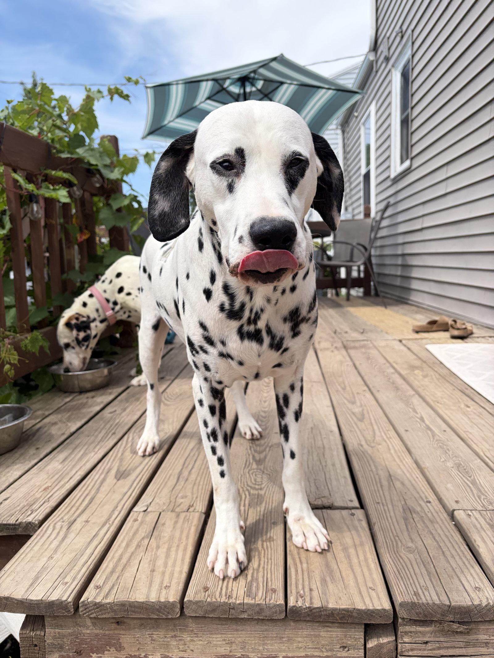 Dallas, a Adoptable Dalmatian in Tonawanda, NY image 2/3