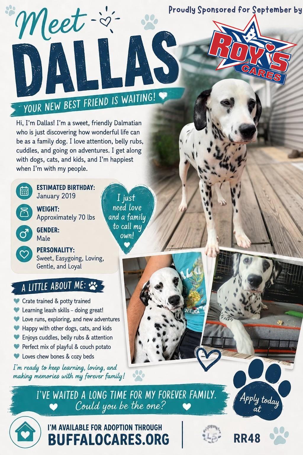 Dallas, a Adoptable Dalmatian in Tonawanda, NY image 3/3