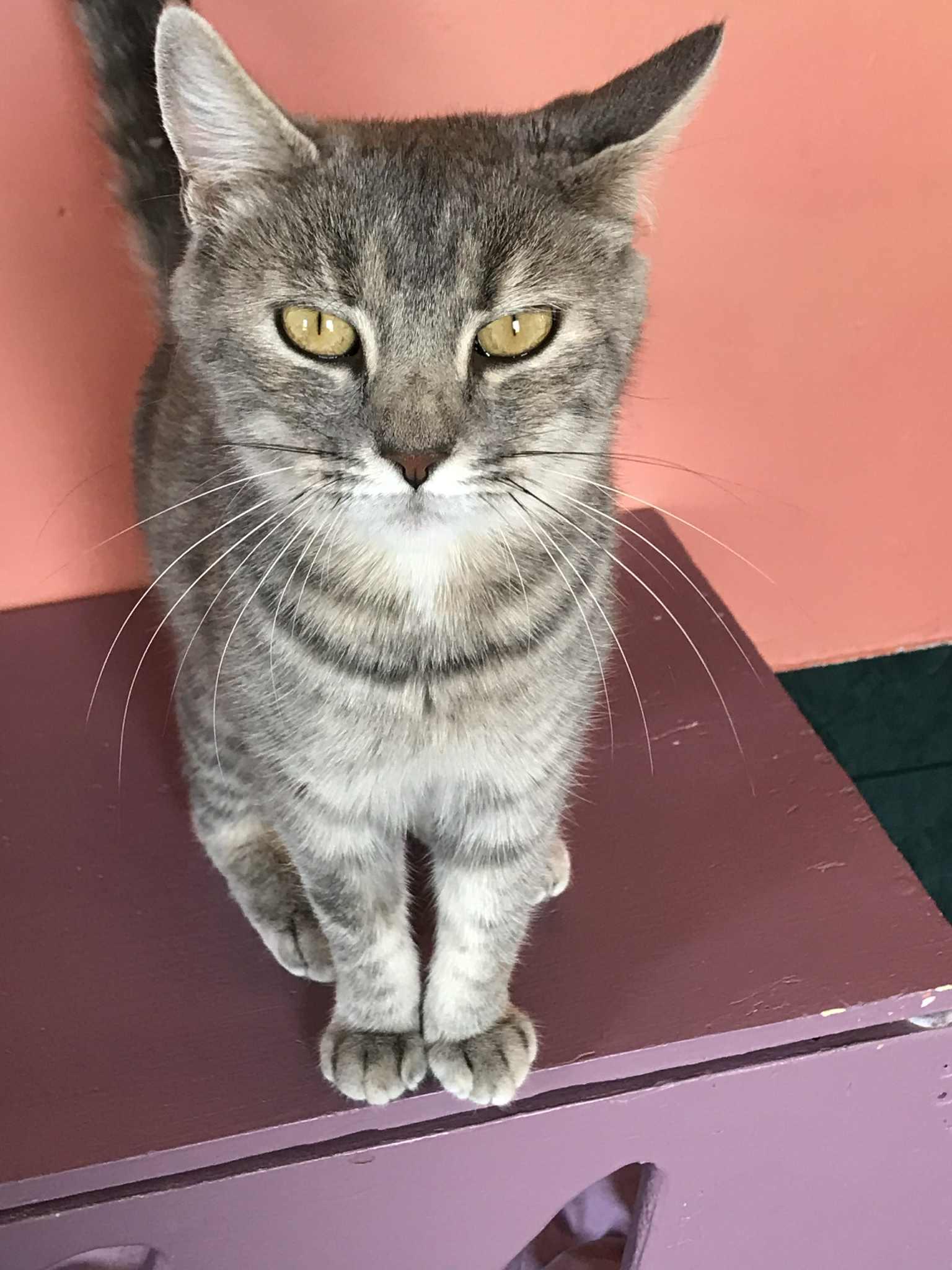 Thunder, an adoptable Domestic Short Hair in Arthurette, NB, E7H 4C2 | Photo Image 1