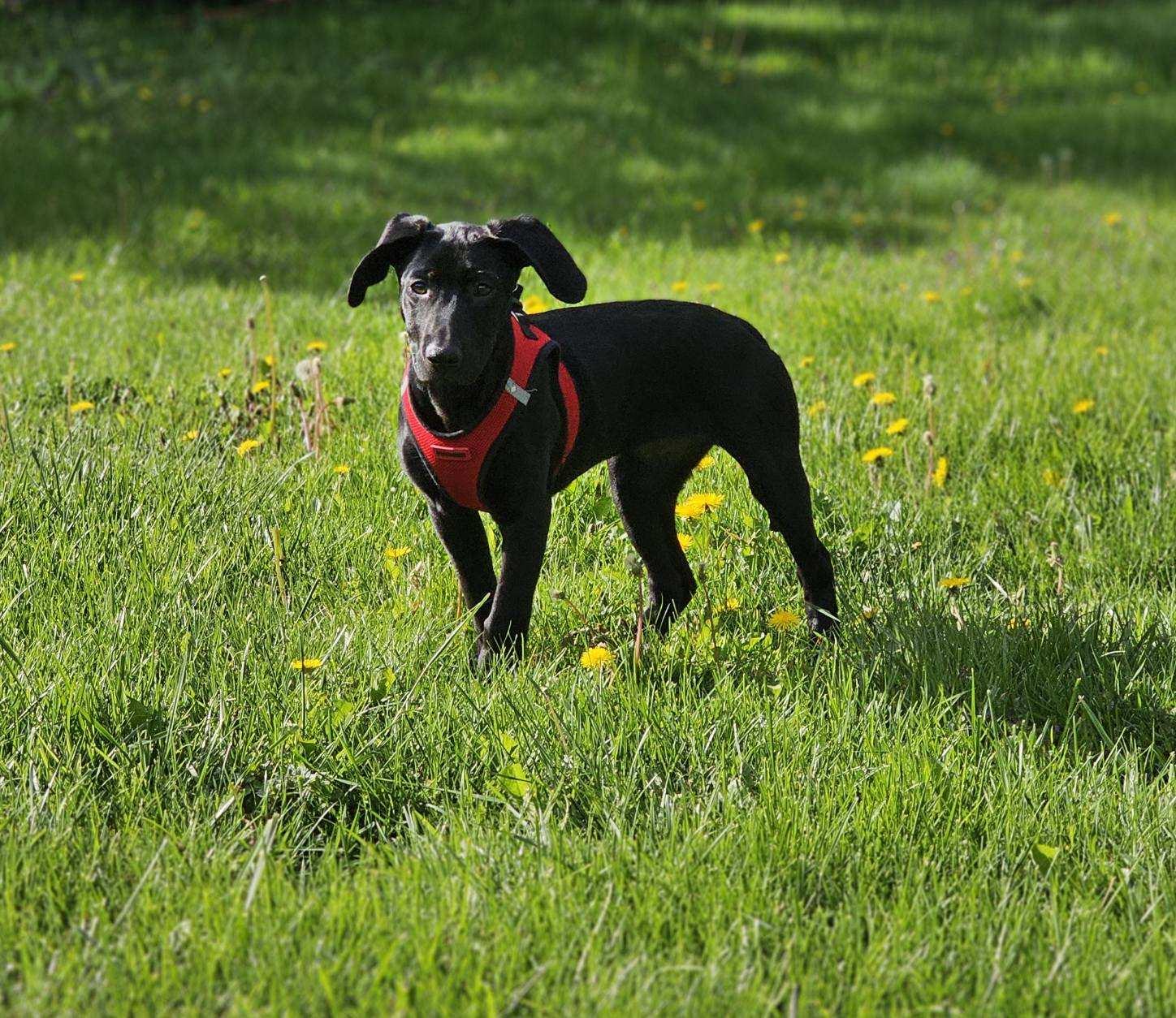 Solar, ADOPTABLE, Puppy Female Black Labrador Retriever.