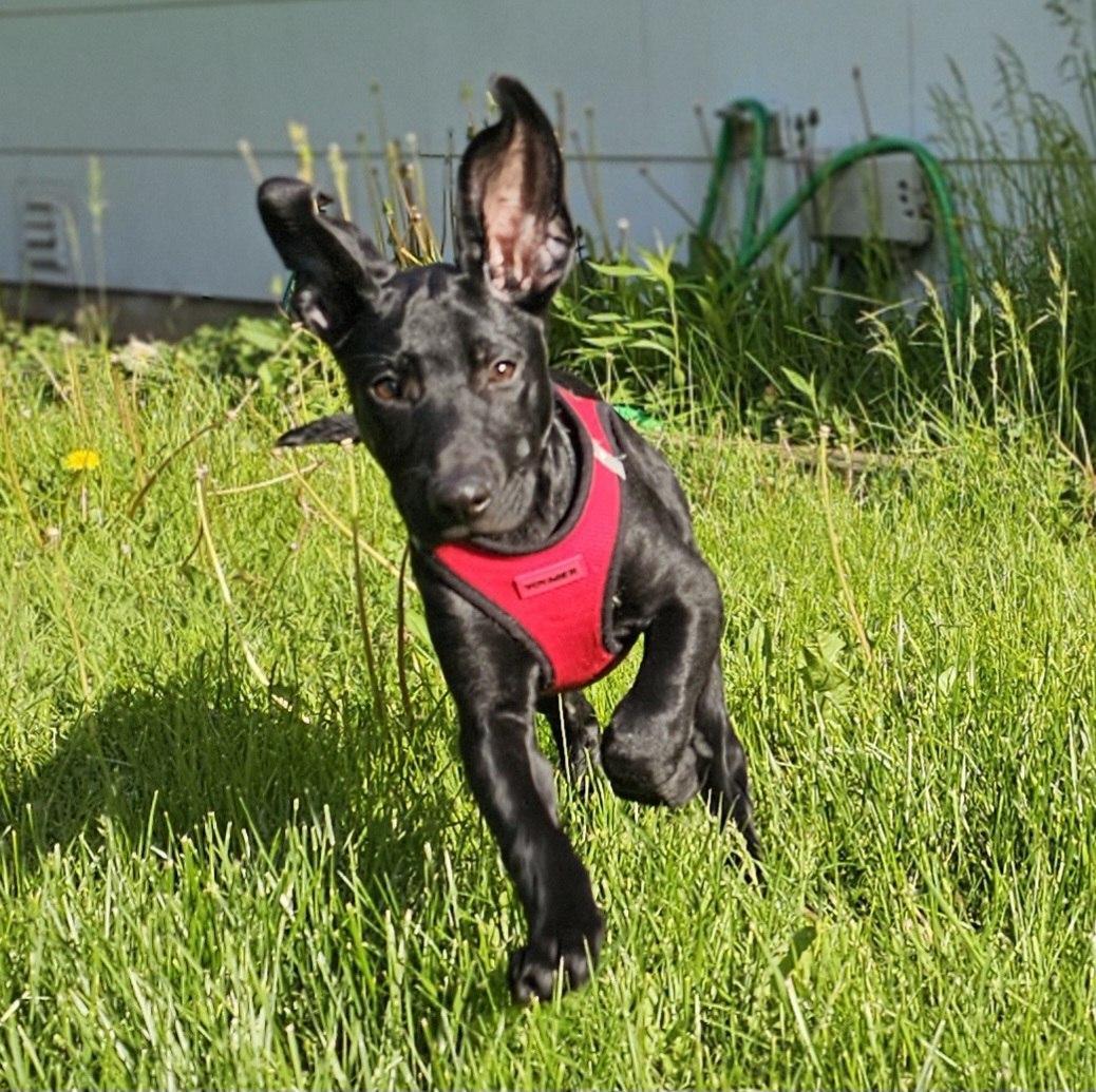 Enlarge Solar, a ADOPTABLE mixed breed in CHURCHVILLE, NY image 3/4
