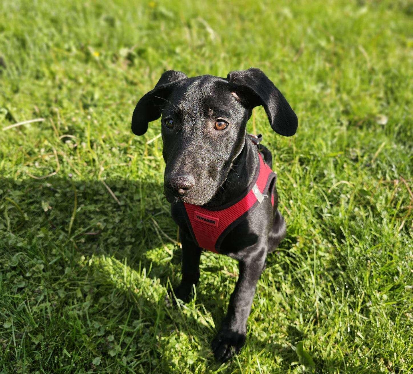 Enlarge Solar, a ADOPTABLE mixed breed in CHURCHVILLE, NY image 2/4