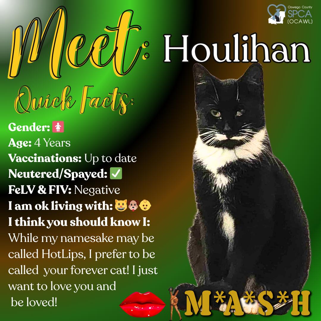 Houlihan, Adoptable, Adult Female Domestic Short Hair.