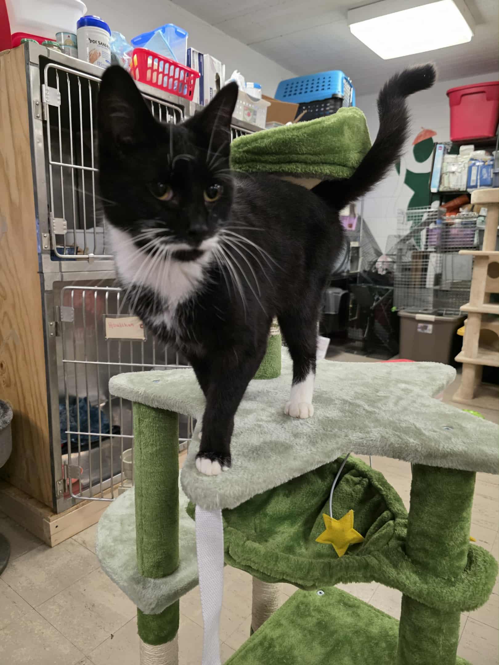 Enlarge Houlihan, a Adoptable Domestic Short Hair in Fulton, NY image 5/5