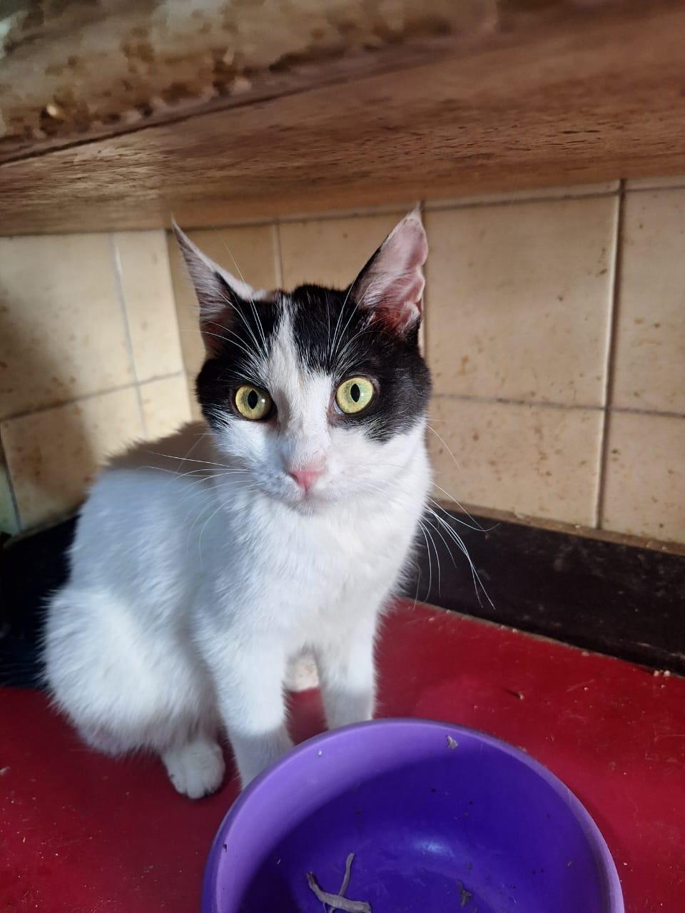 Jack J- 7 months, Young Male unknown