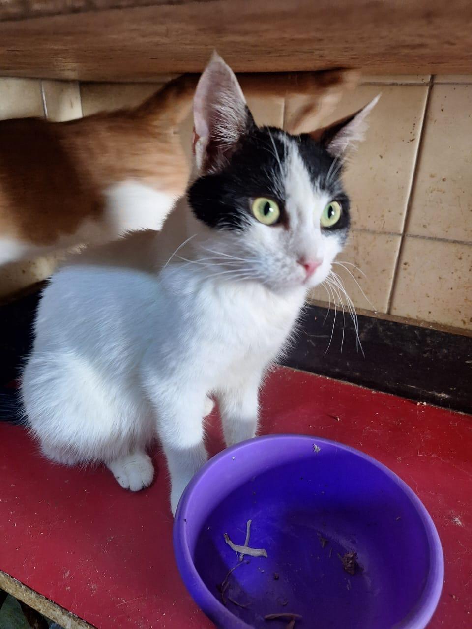 Enlarge Jack J, a Adoptable mixed breed in Brampton, ON image 2/2