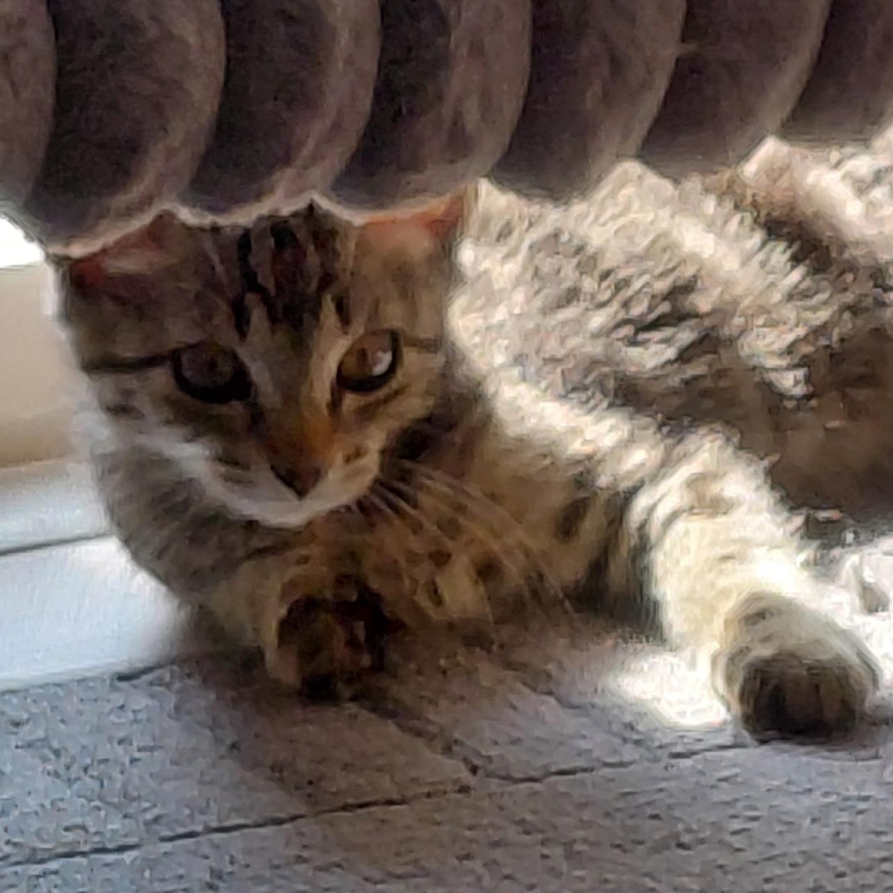 Enlarge Fennel, an adopted Domestic Short Hair in Joliet, IL image 3/4