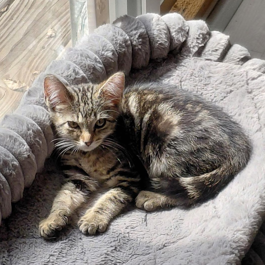 Fennel, adopted, Kitten Male Domestic Short Hair.