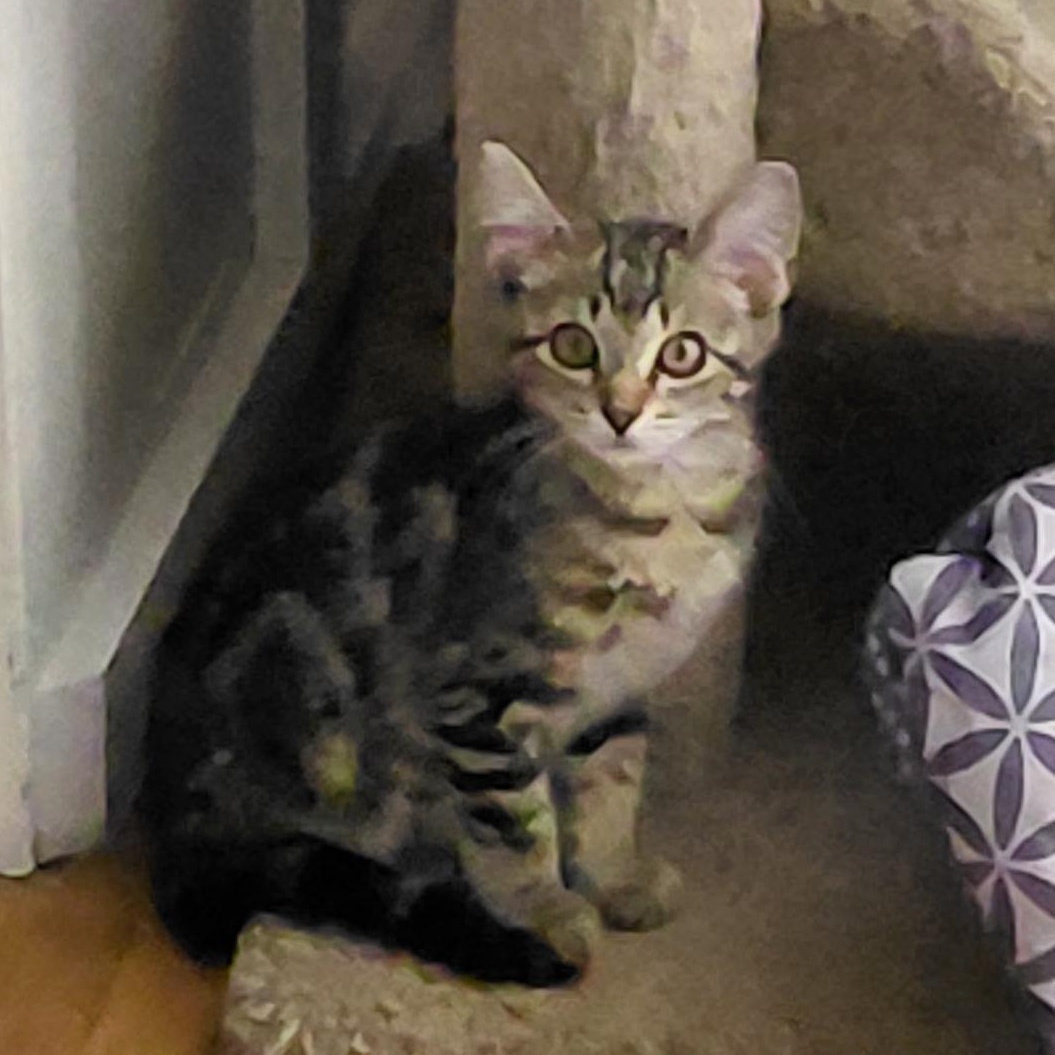 Enlarge Fennel, an adopted Domestic Short Hair in Joliet, IL image 2/4