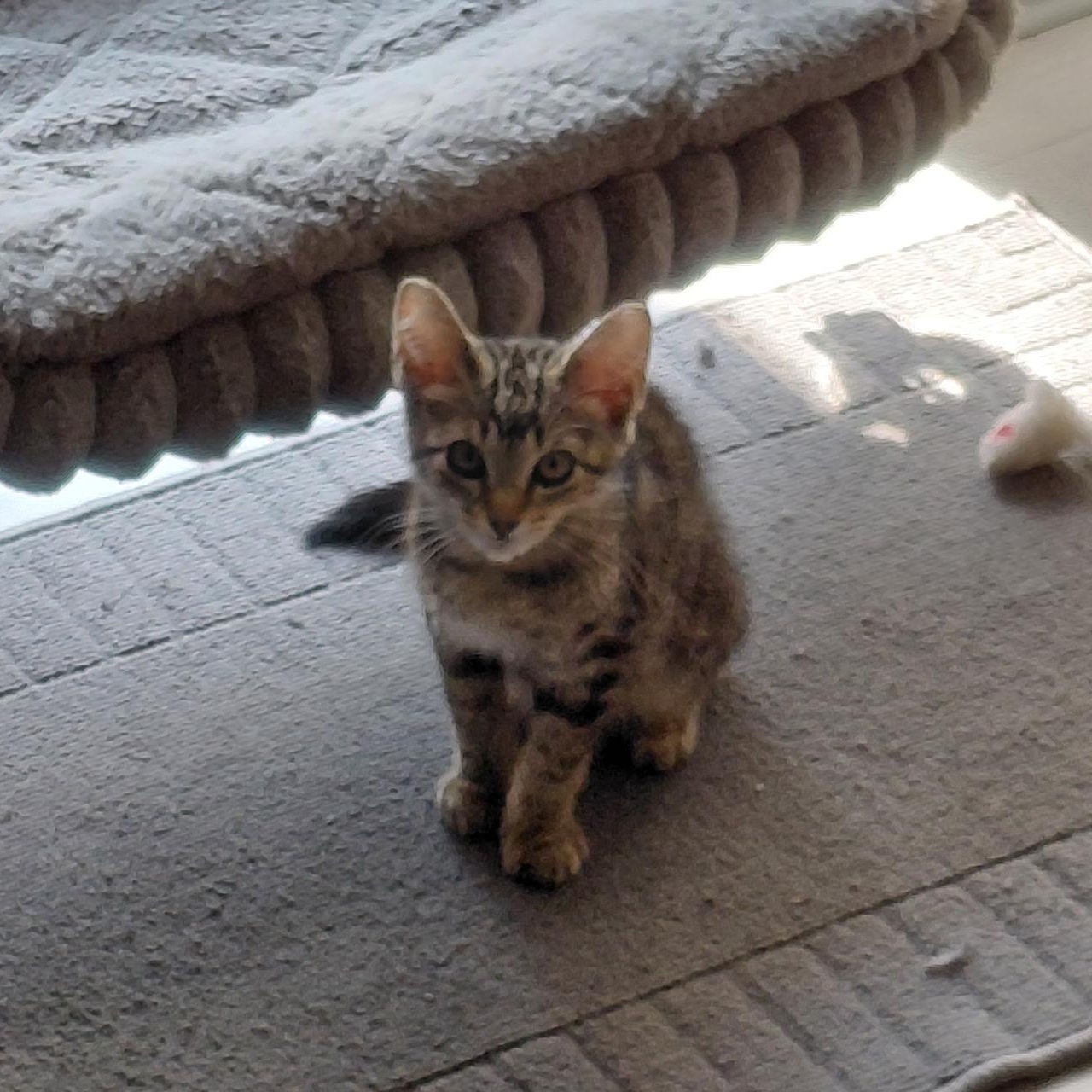 Enlarge Fennel, an adopted Domestic Short Hair in Joliet, IL image 4/4