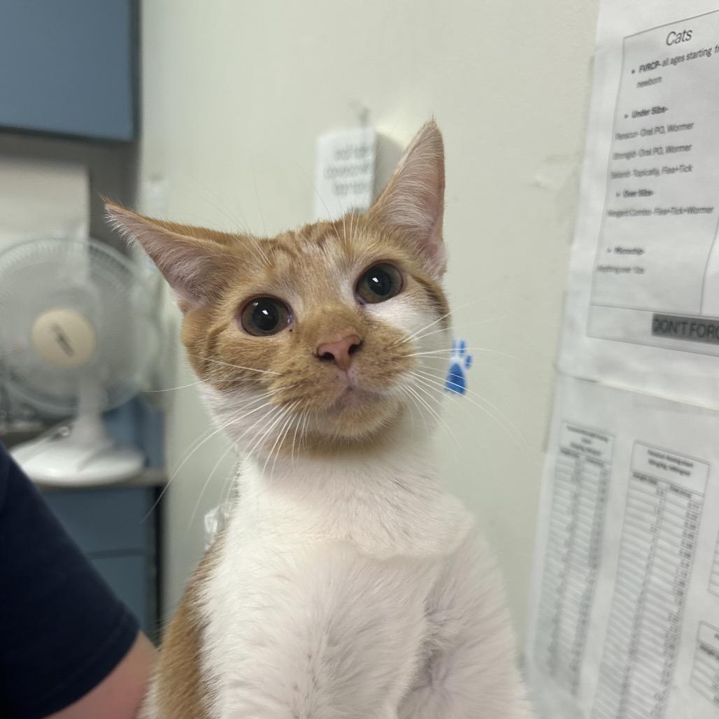 Meownerva — thumbnail 2