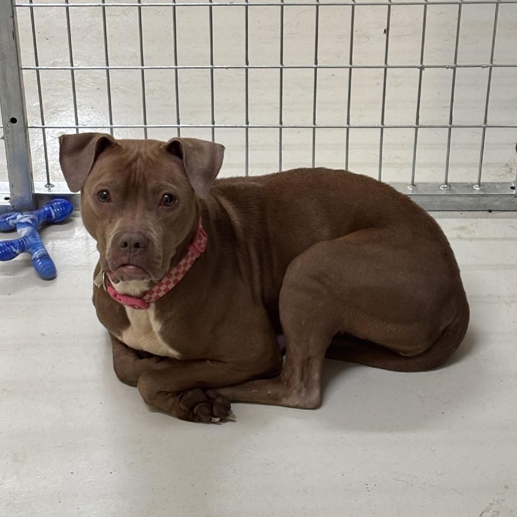 nala, Adoptable, Adult Female Pit Bull Terrier.