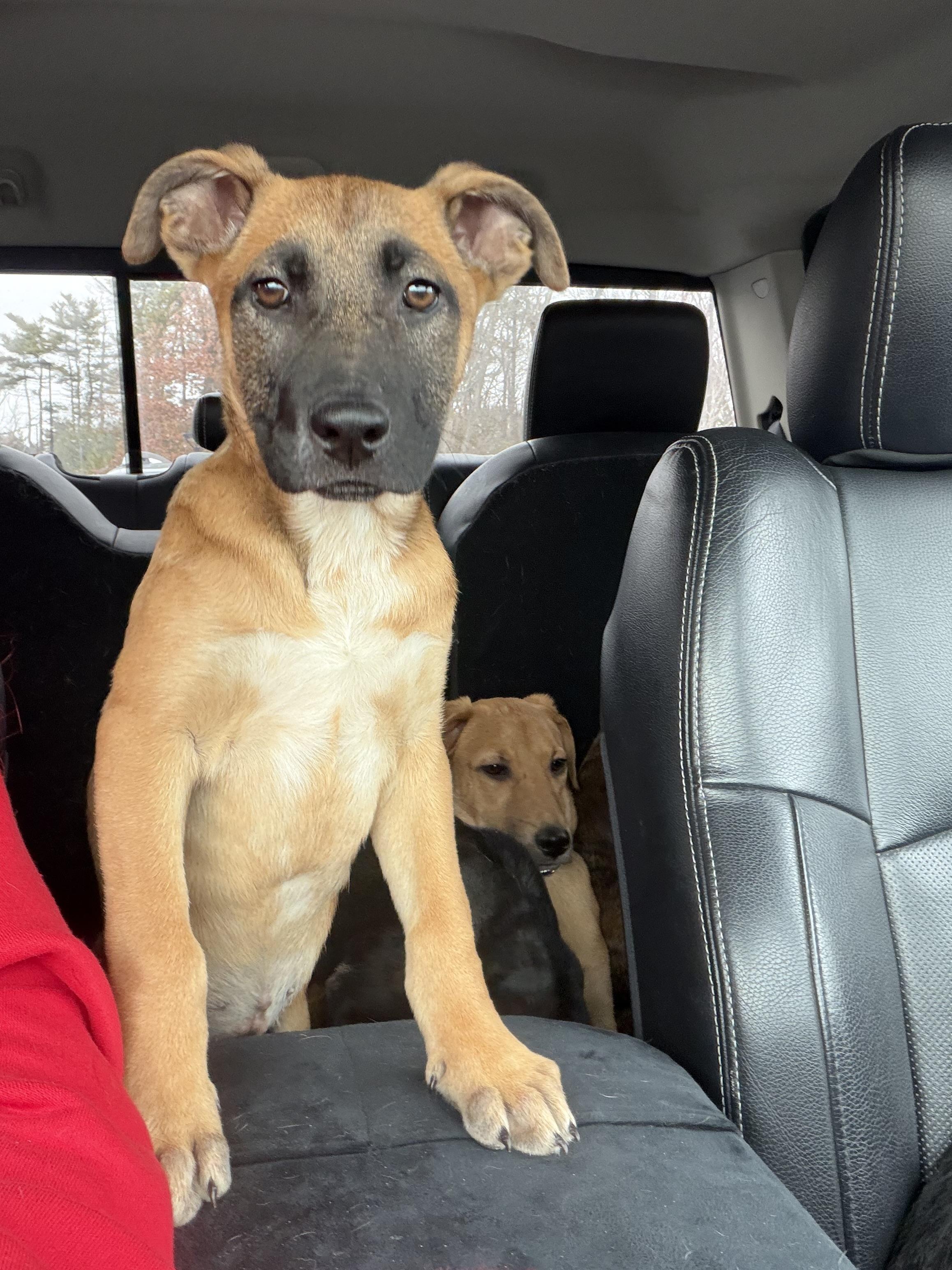 Peony, Adoptable, Puppy Female Shepherd.