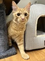 Yang 51872, adopted, Kitten Male Domestic Short Hair.