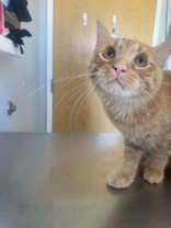 Enlarge Yang 51872, an adopted Domestic Short Hair in Oklahoma City, OK image 3/3