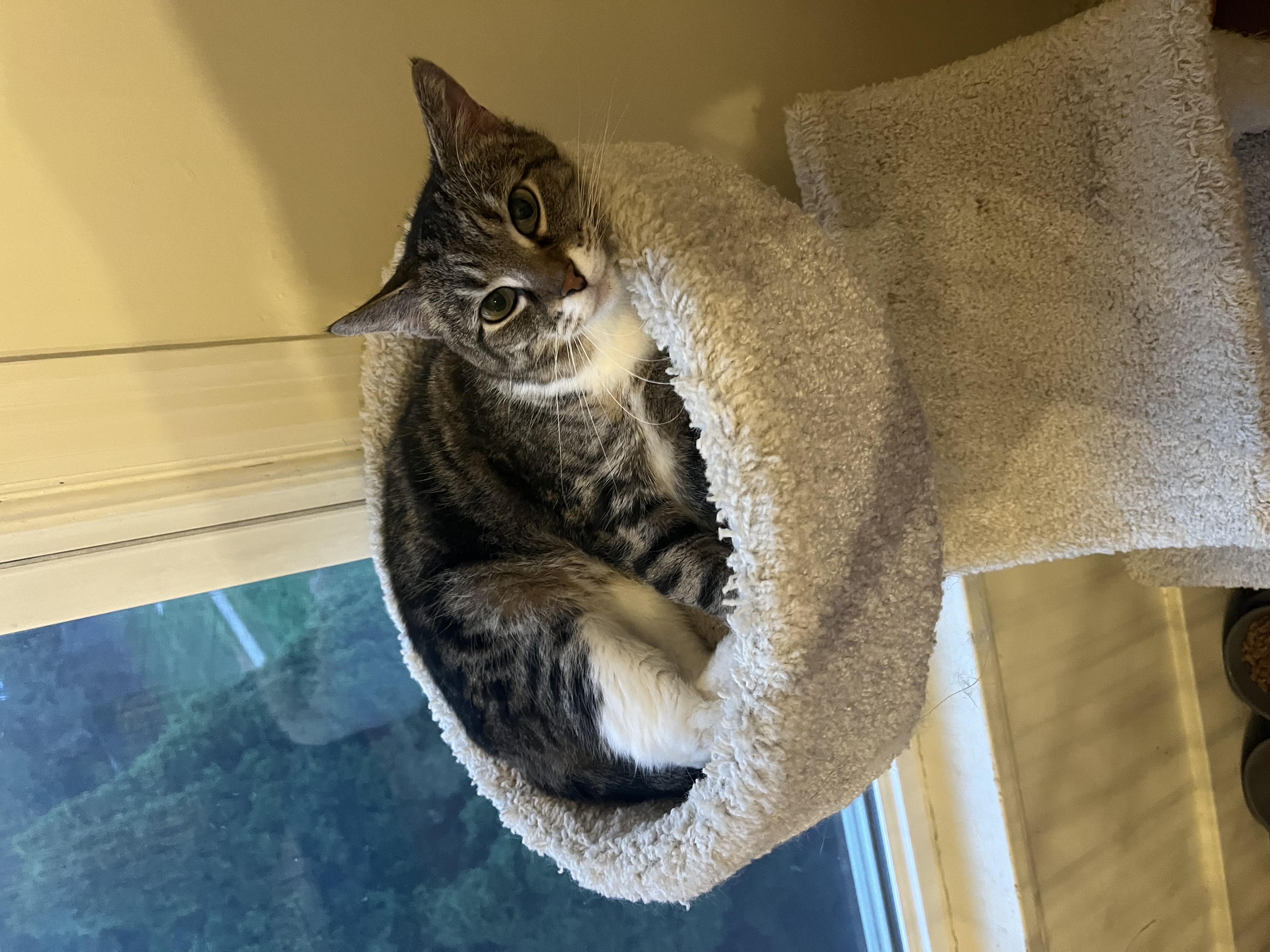 Enlarge Rachel, a Adoptable Domestic Short Hair in Greensburg, PA image 1/1