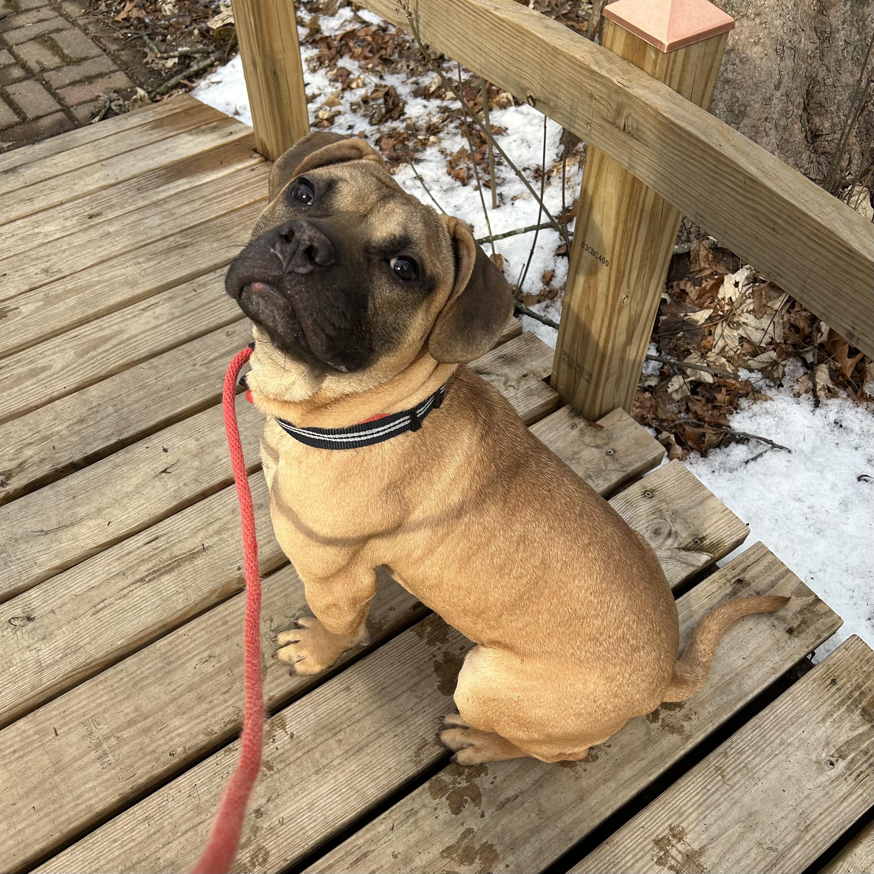 Benji, adopted, Adult Male Pit Bull Terrier.