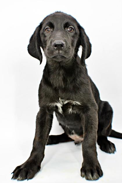 Enlarge Princeston, a Adoptable mixed breed in Morton Grove, IL image 1/3