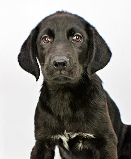 Enlarge Princeston, a Adoptable mixed breed in Morton Grove, IL image 2/3