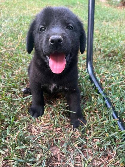 Enlarge Princeston, a Adoptable mixed breed in Morton Grove, IL image 3/3