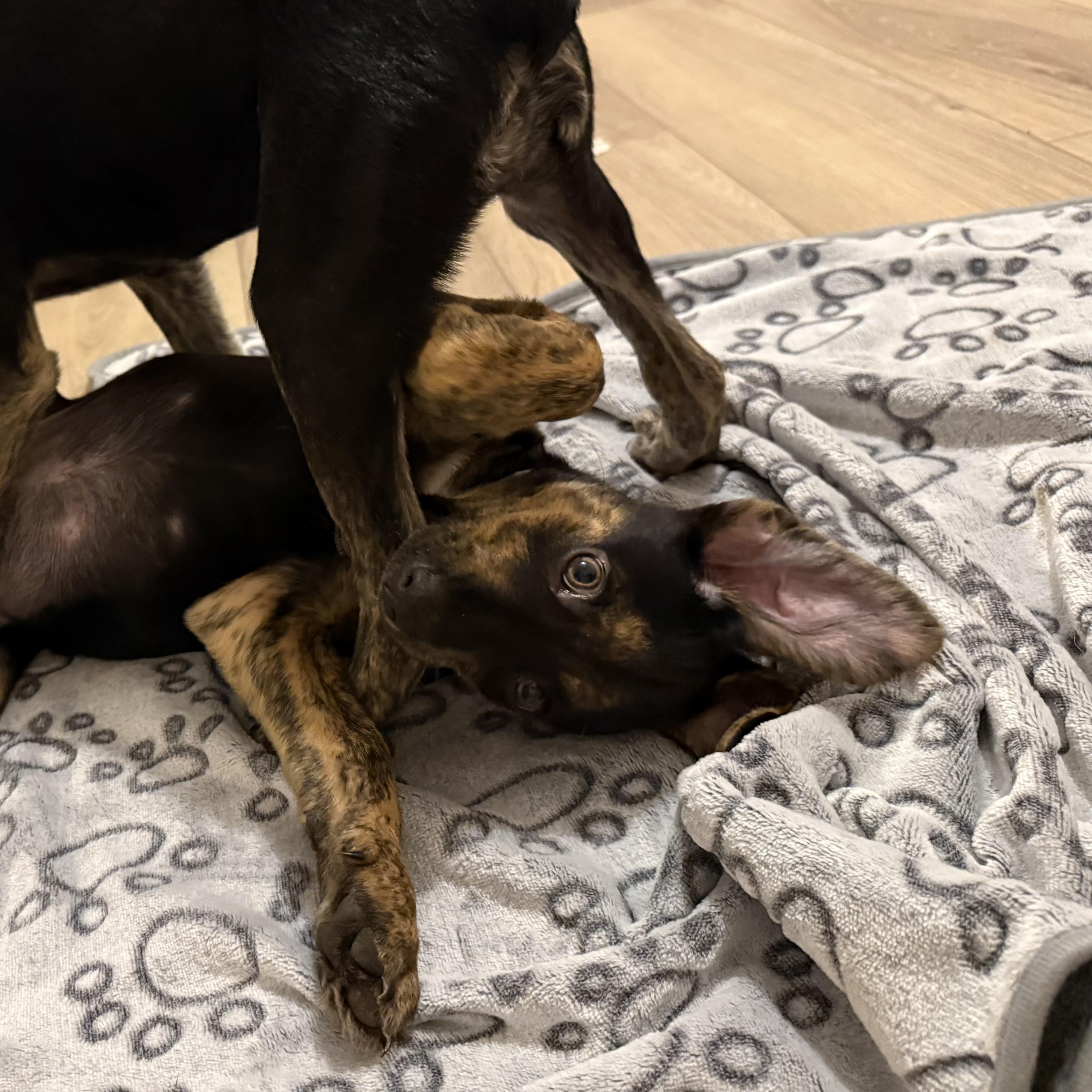 Enlarge Poppy, a Adoptable mixed breed in Mount Carroll, IL image 2/6