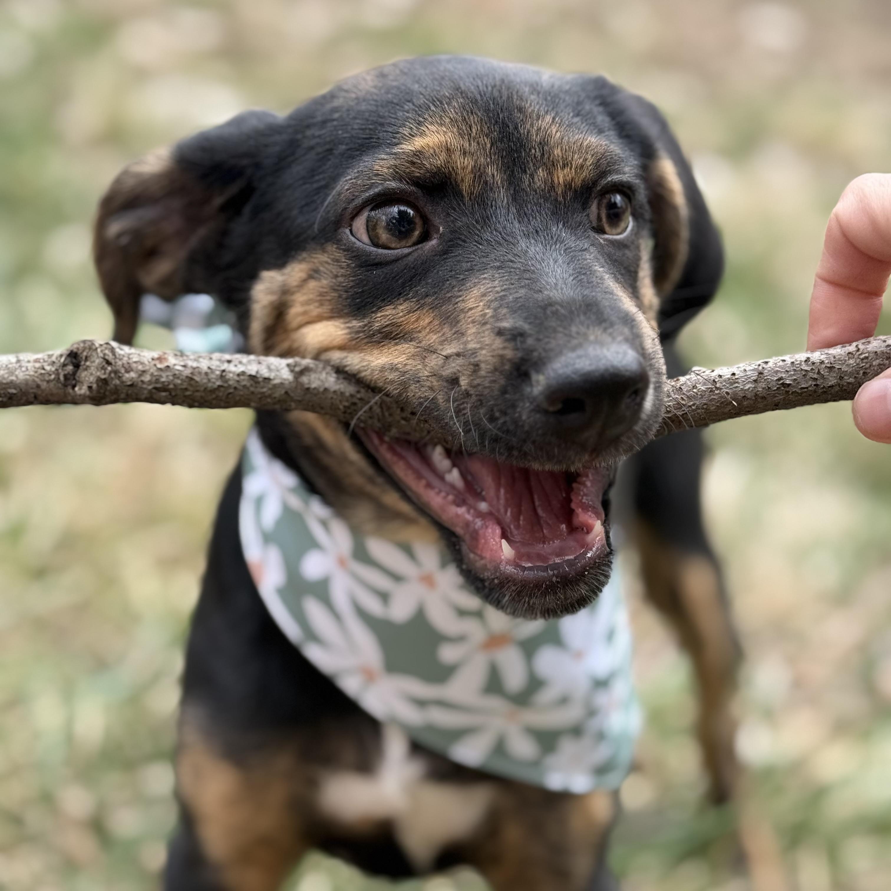 Enlarge Poppy, a Adoptable mixed breed in Mount Carroll, IL image 6/6