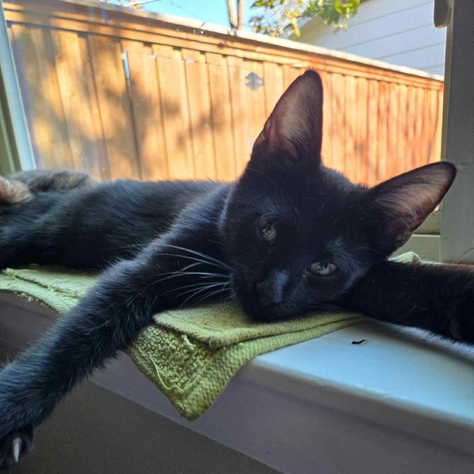 Enlarge Castor (Chocolate tabby), a Adoptable American Shorthair in Allen, TX image 3/6