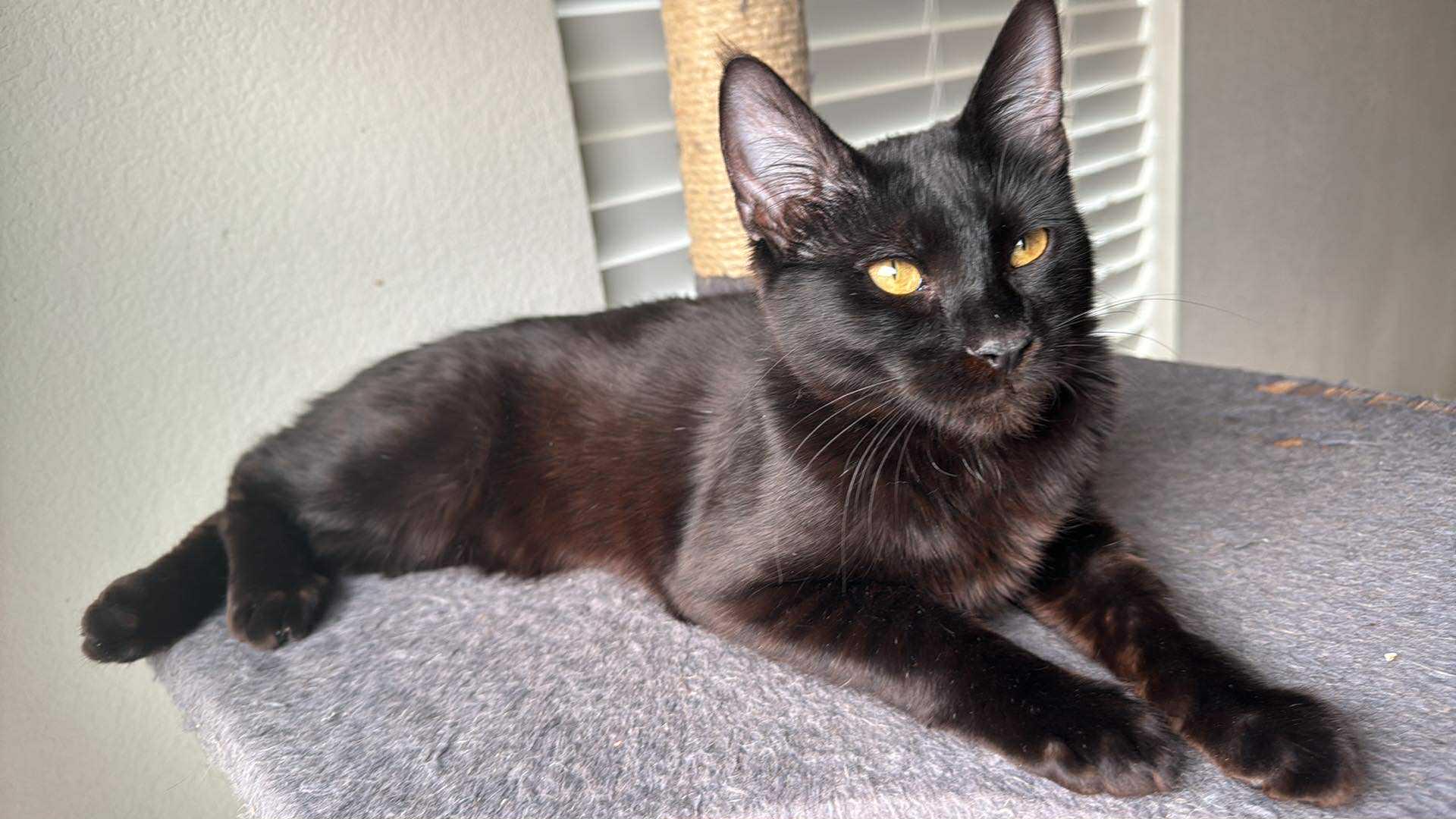 Castor (Chocolate tabby), Adoptable, Kitten Male American Shorthair.