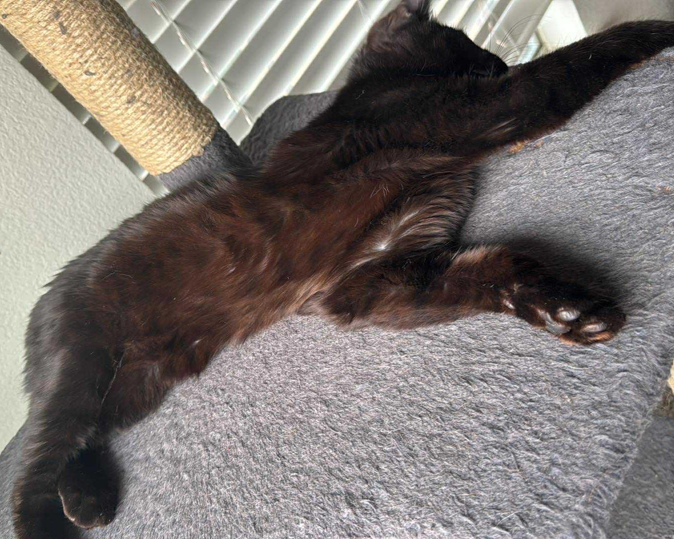 Enlarge Castor (Chocolate tabby), a Adoptable American Shorthair in Allen, TX image 4/6