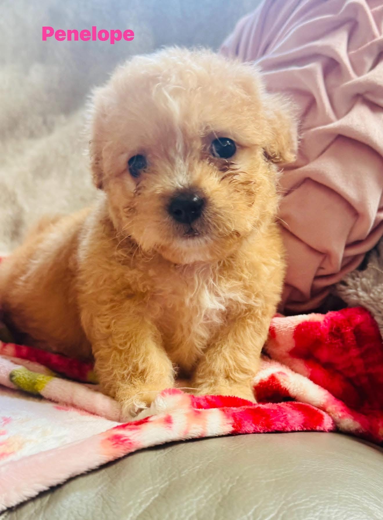 Penelope, ADOPTABLE, Puppy Female Wirehaired Terrier.