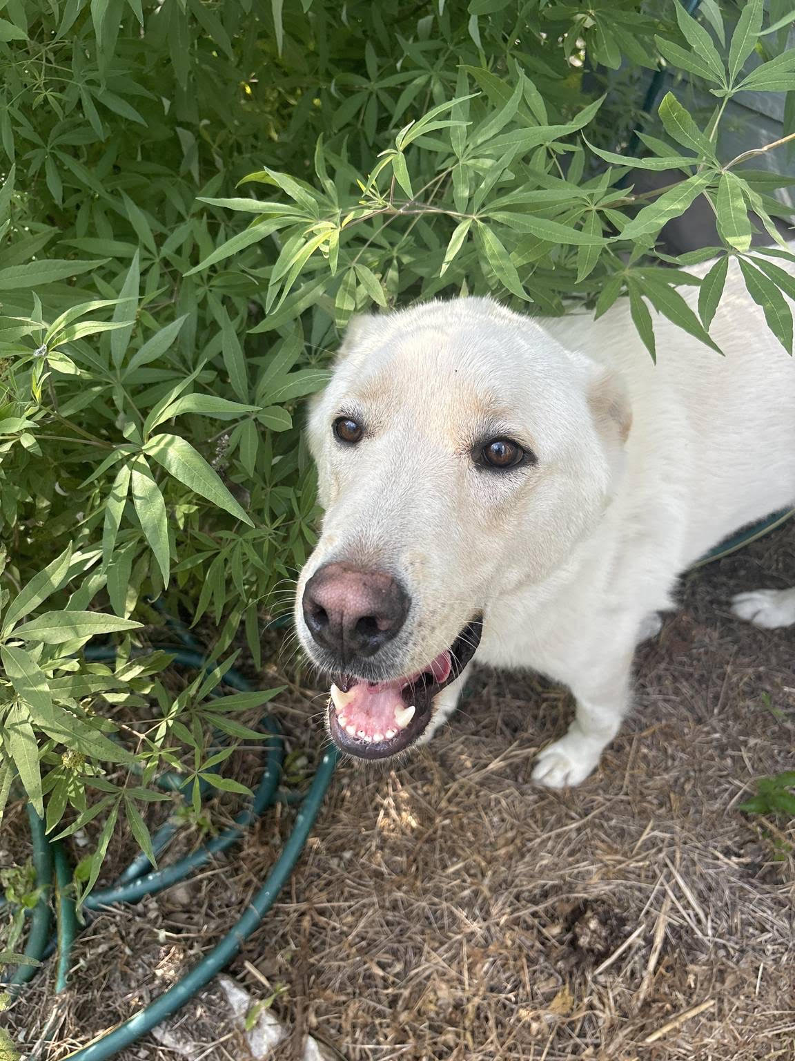 Enlarge Bundy, a Adoptable mixed breed in Georgetown, TX image 3/4